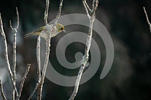 Silvereye Bird on Bare Branches