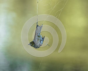 Silvereye Bird trapped in Spider Web