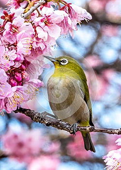 The Silvereye bird