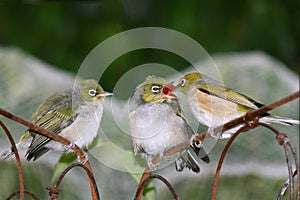 Silvereye chicks