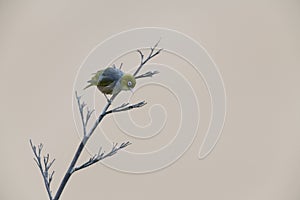 Silvereye on a dry branch at Bushy beach in New Zealand