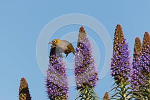 Silvereye pollinating pride of Madeira flowers