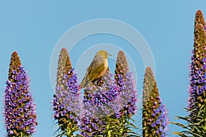 Silvereye sitting on Pride of Madeira flowers