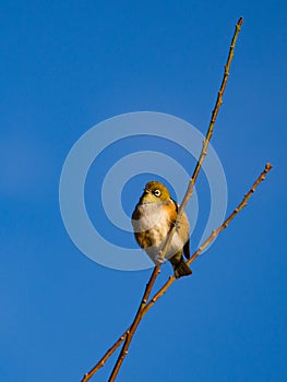 Silvereye songbird @ Omana regional park