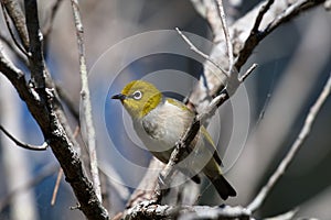 Silvereye in a tree