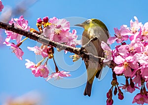 The Silvereye or Zosterops lateralis