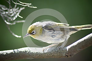 Silvereye - Zosterops lateralis bird