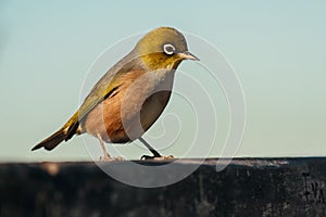 Silvereye - zosterops lateralis