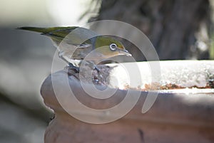 Silvereye Zosterops Lateralis Venus Bay, Victoria, Australia