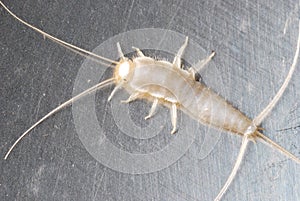 Silverfish