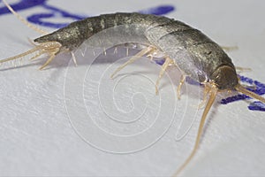 Silverfish