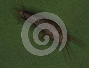 Silverfish with antennae as vermin