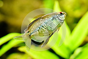 Silverfish in an aquarium against a background of algae