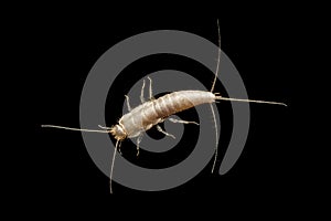 Silverfish on dark background