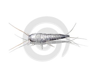 Silverfish