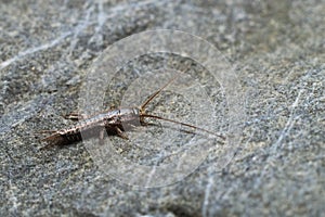 Silverfish exploring on a rock