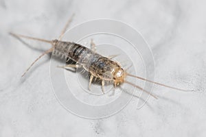 Silverfish insect, Lepisma saccharina, walking on a white wall