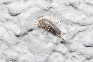 Silverfish insect, Lepisma saccharina, walking on a white wall