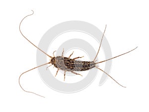 Silverfish insect, pest. White background.