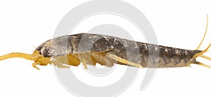 Silverfish - Lepisma saccharina