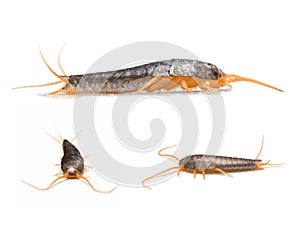 Silverfish - Lepisma saccharina
