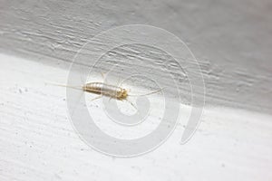 ()  hmyz na bílém stěna 