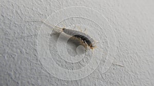 Silverfish or Lepisma saccharinum small insect