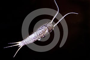 Silverfish