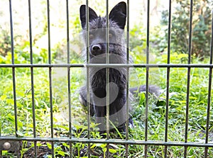 Silverfox (red fox, Vulpes vulpes