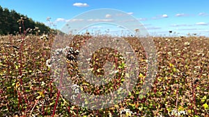 Silverhull buckwheat field