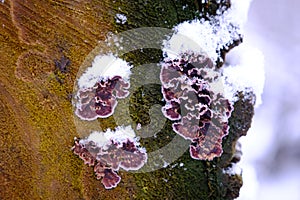 Silverleaf Fungus Chondrostereum Purpureum on the Bark of a Tree with snow in it on winter. Selective focus