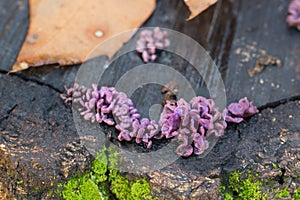 Silverleaf Fungus Chondrostereum Purpureum on  cut tree closeup selective focus