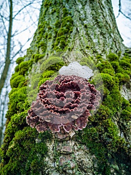 Silverleaf fungus, Chondrostereum purpureum, growing on tree