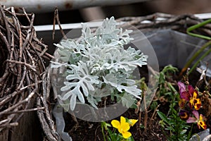 silverleaf - Lunaria annua plant in the garden