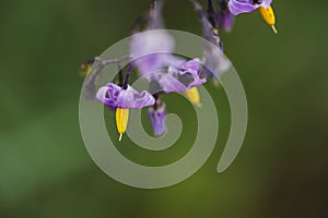 Silverleaf Nightshade Flowers and Green Background