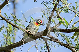 Silversmith Barbet on tree branch