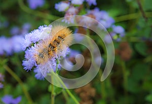 Silverspotted Tiger Moth Caterpillar