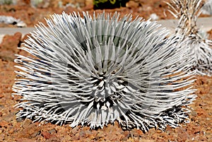 Silversword 4