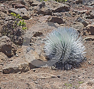 Silversword (Ahinahina) plant in Haleakal National Park