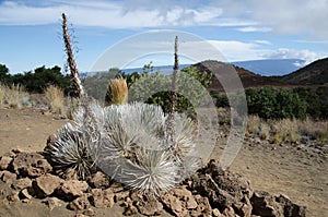 Silversword photo