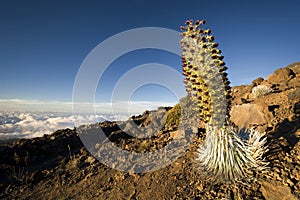 Silversword plant in flower, Haleakala National Park, Maui, Hawaii