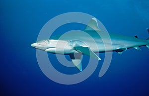 Silvertip Reefshark