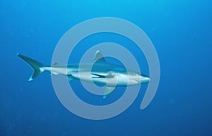 Silvertip Reefshark photo