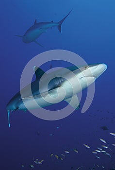 SILVERTIP SHARK