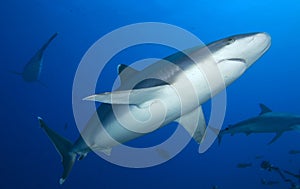 SILVERTIP SHARK