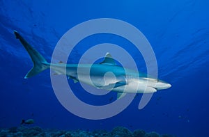 SILVERTIP SHARK