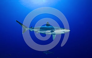 SILVERTIP SHARK