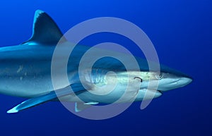 SILVERTIP SHARK