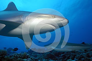 SILVERTIP SHARK