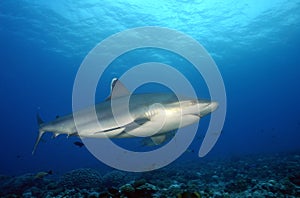 SILVERTIP SHARK